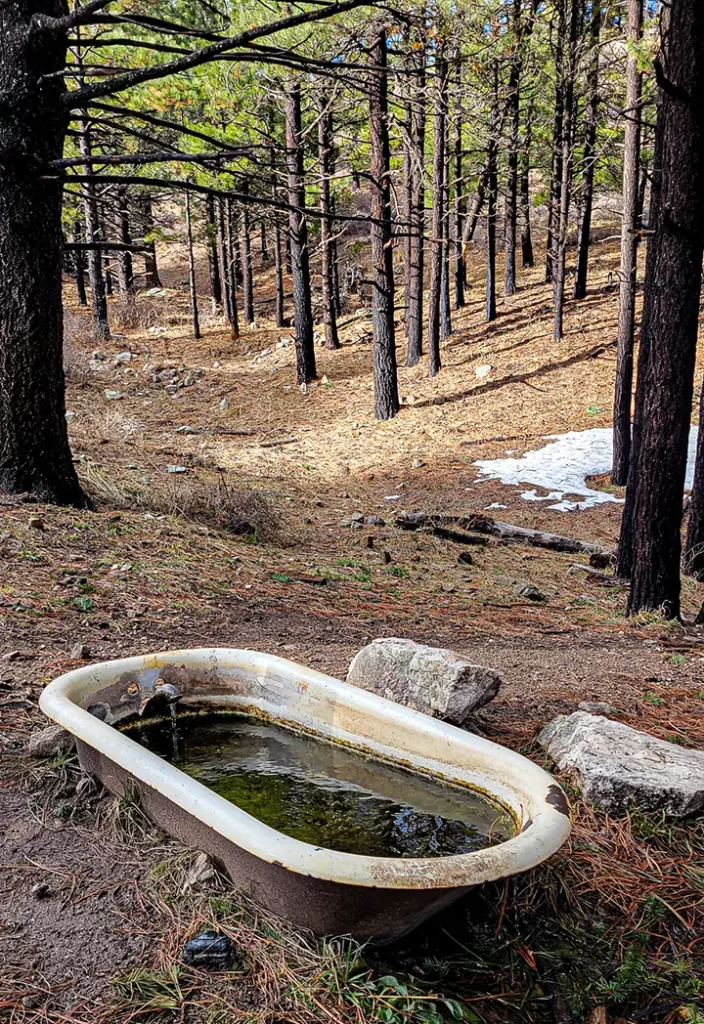 A bathtub filled with green water in the middle of the forest.