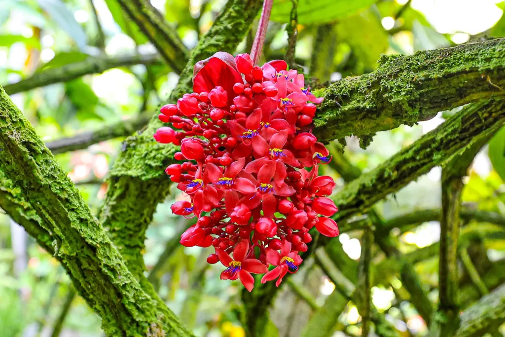 A multitude of tiny crimson blooms dangle from a medinilla plant.