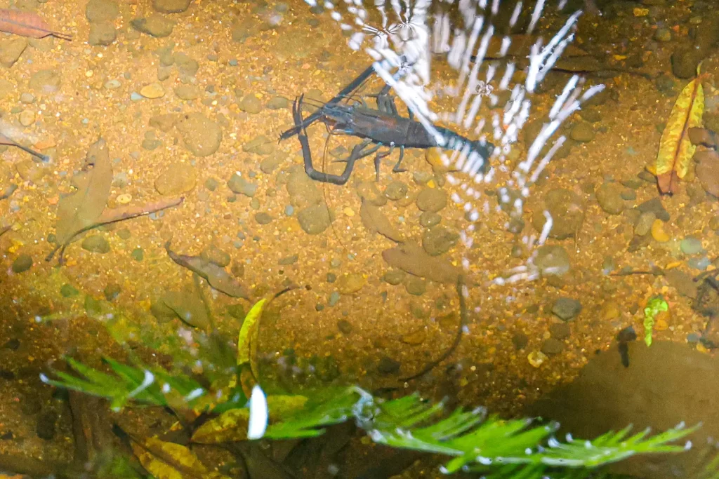 A large brown tropical crayfish submerged in clear water.