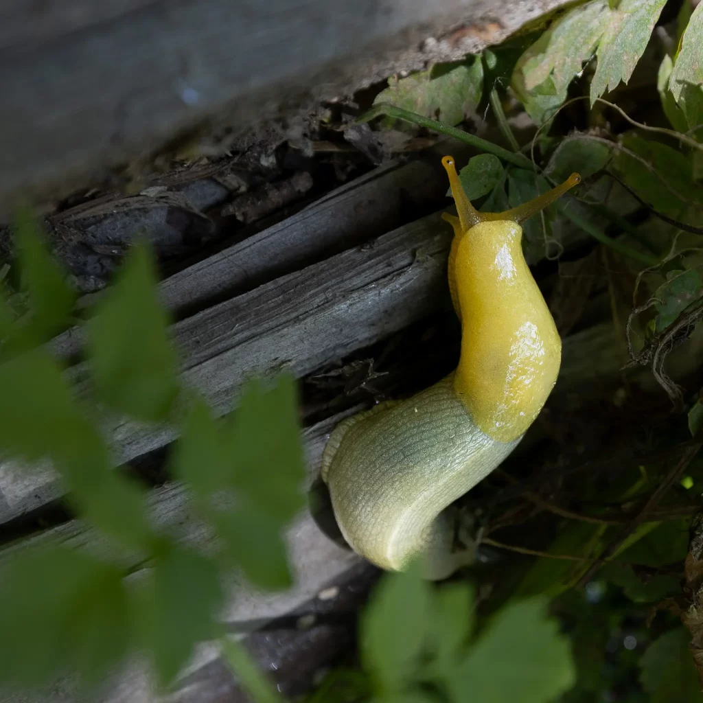 A yellow Banana Slug in Olympic National Park.