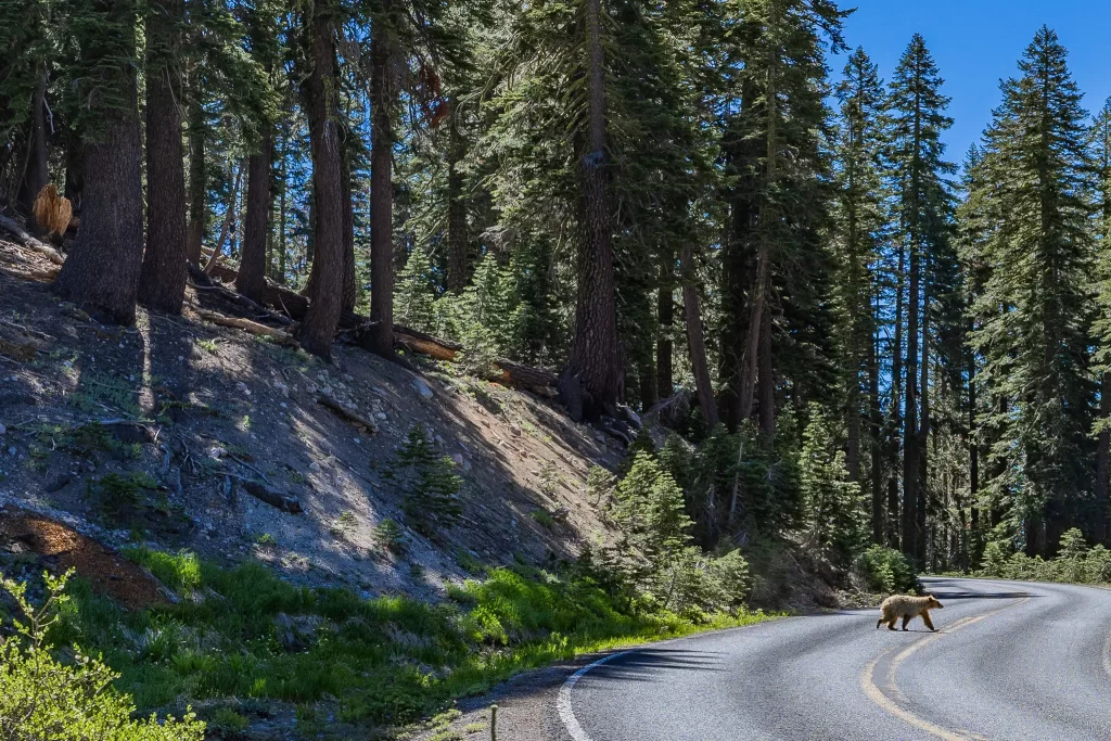 A blonde bear crosses the road at Lassen NP.