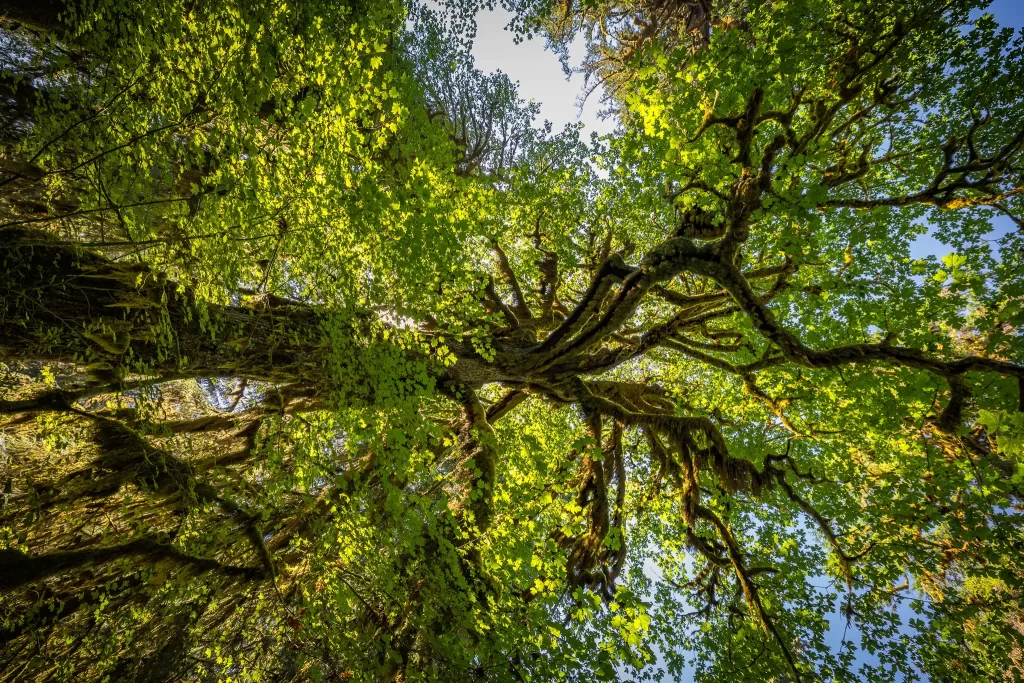 Hoh Rainforest tree canopy.