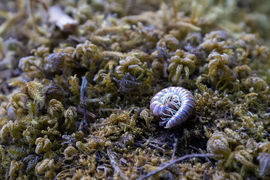 A tightly curled Boraria Millipede on a bed of soft moss.