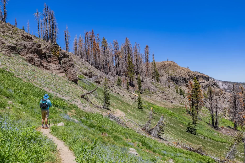 Tom hiking on a lush green mountainside.