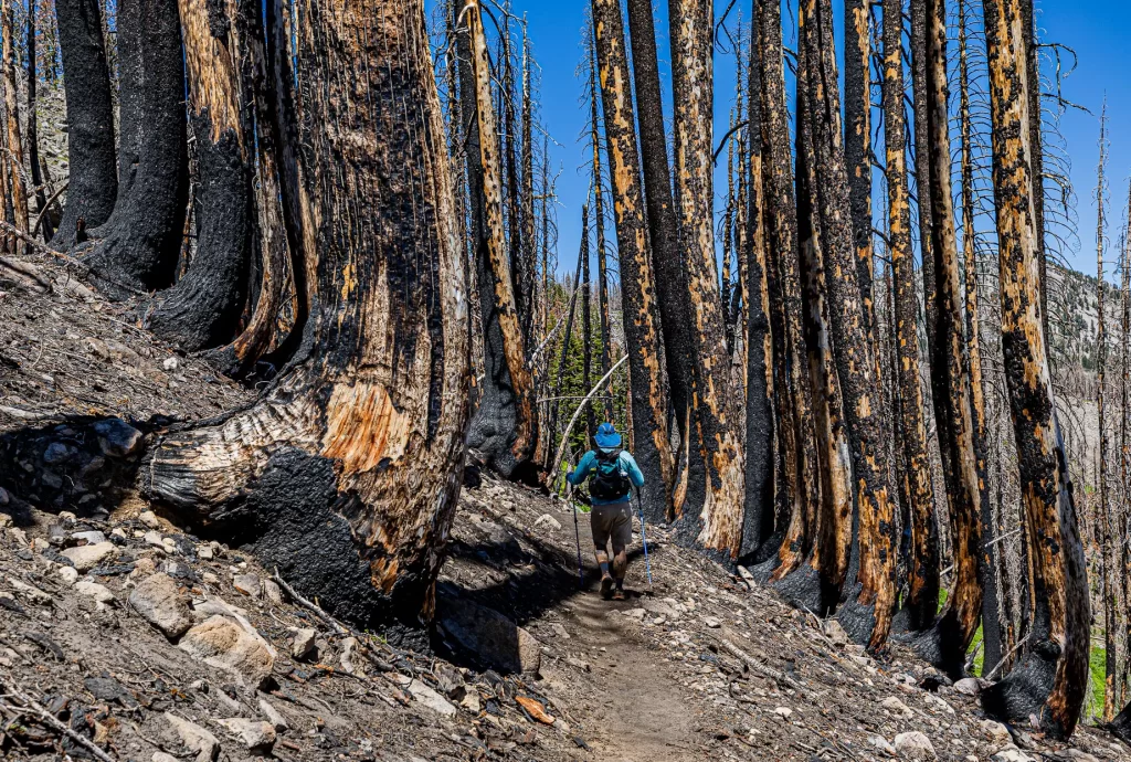 Tom hiking through a burn area around Cold Boiling Lake.