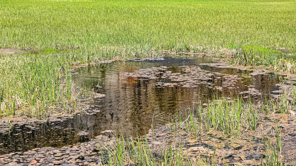 One of the boiling pools at Cold Boiling Lake.