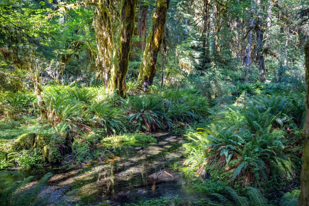 A perfectly clear creek running through Hoh Rainforest.