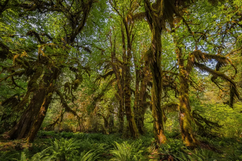 Hall of Mosses in Hoh Rainforest at Olympic National Park.