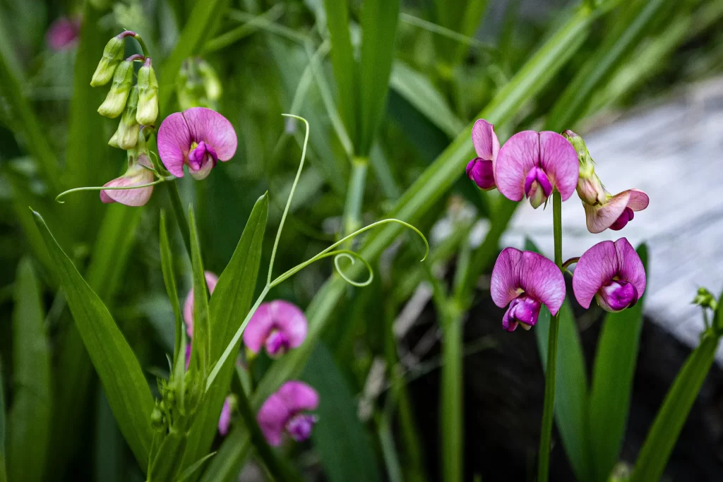 Blossoms of pink everlasting pea in Olympic NP.