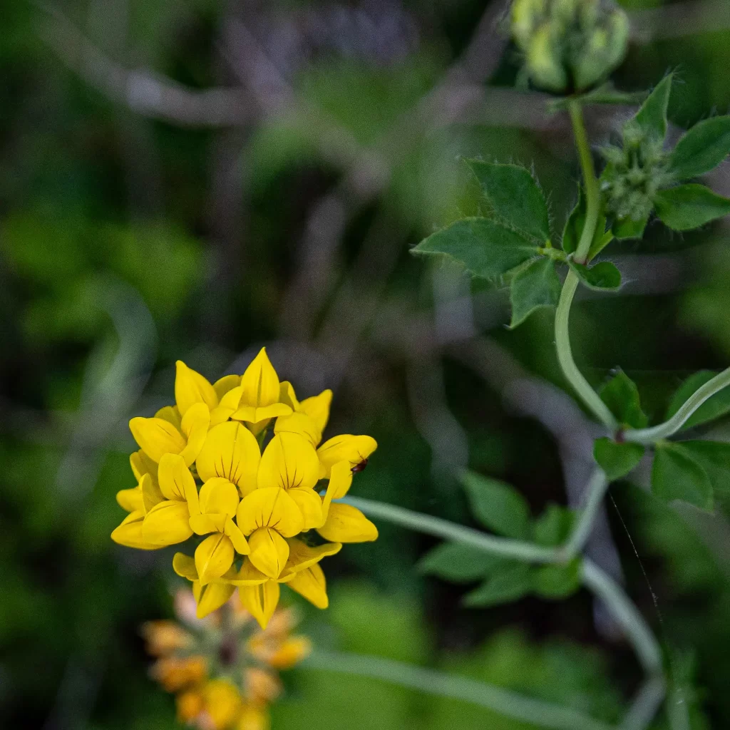 The bright yellow cluster of blooms of a Greater Bird's Foot Trefoil.