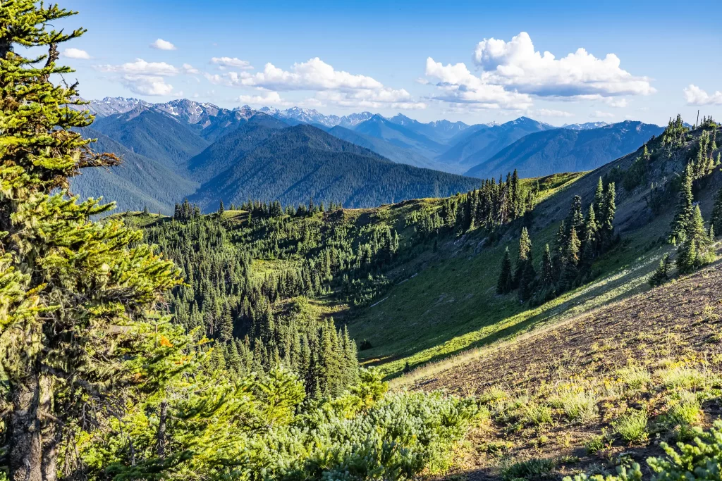 Forested mountains visible from a viewpoint on the Mountain Loop.