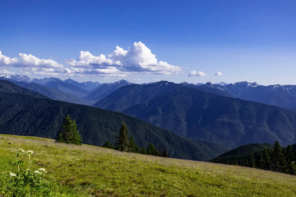 Deep blue mountains of Hurricane Ridge, with green hills in the foreground.