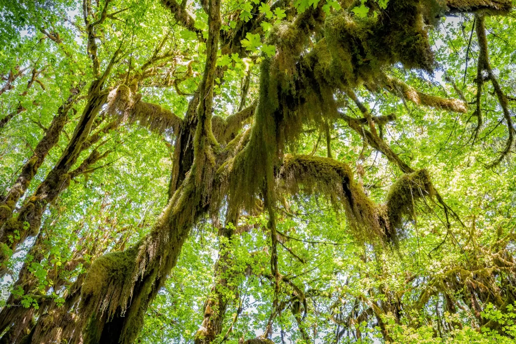 A big leaf maples tree covered with moss and lichen in the Hoh Rainforest.