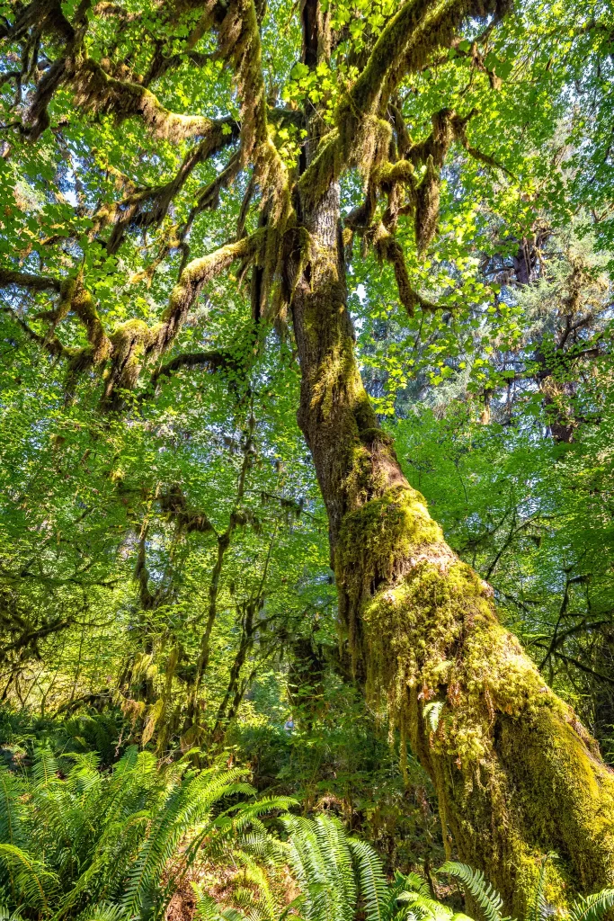 A Big Leaf Maple tree covered in moss at the Hall of Mosses, Hoh Rainforest.