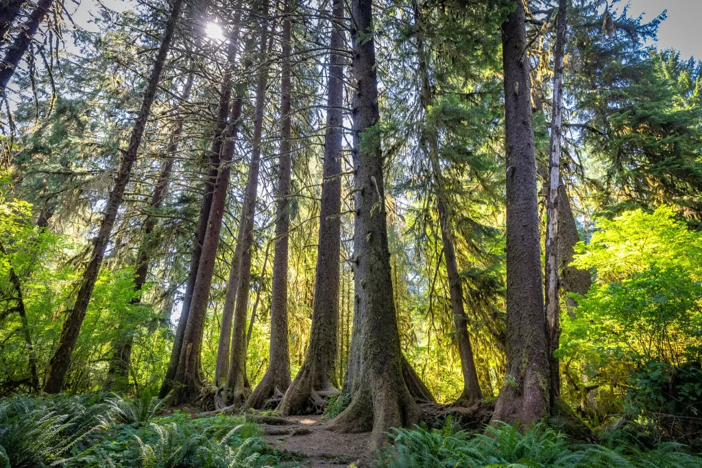 Trees grow along a nurse log in Olympic National Park.