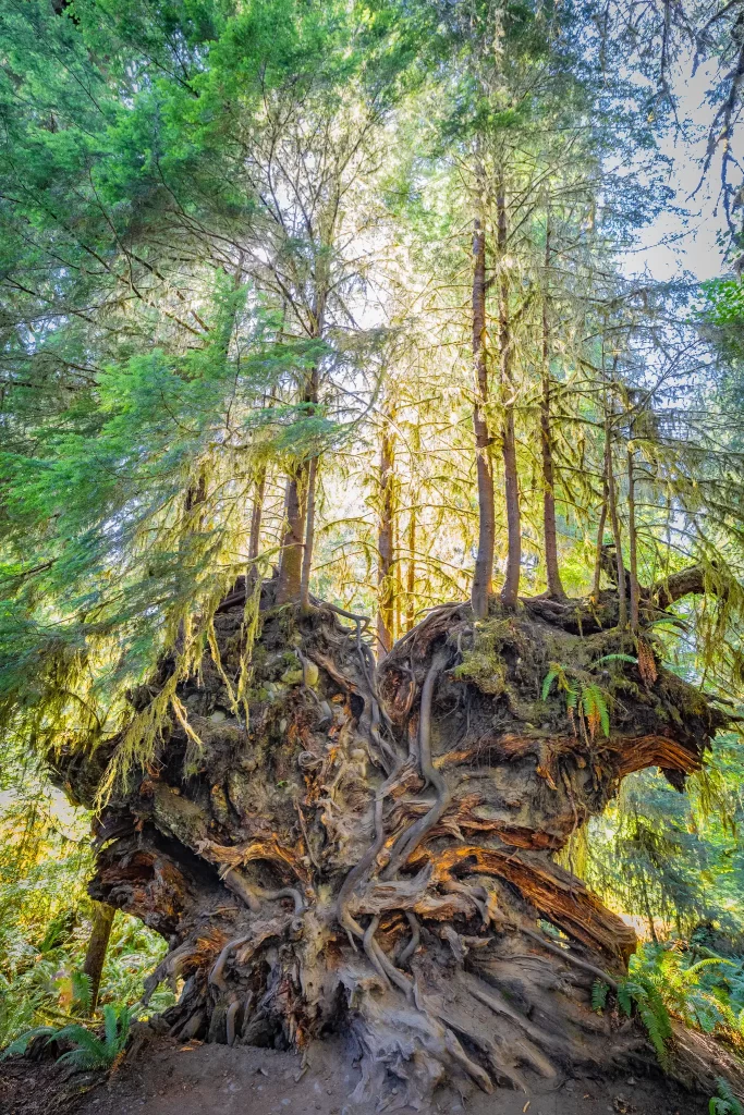 Trees grow out of a huge nurse stump in Olympic National Park.