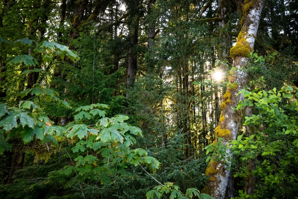 Sunlight streaming through the Hoh Rainforest.