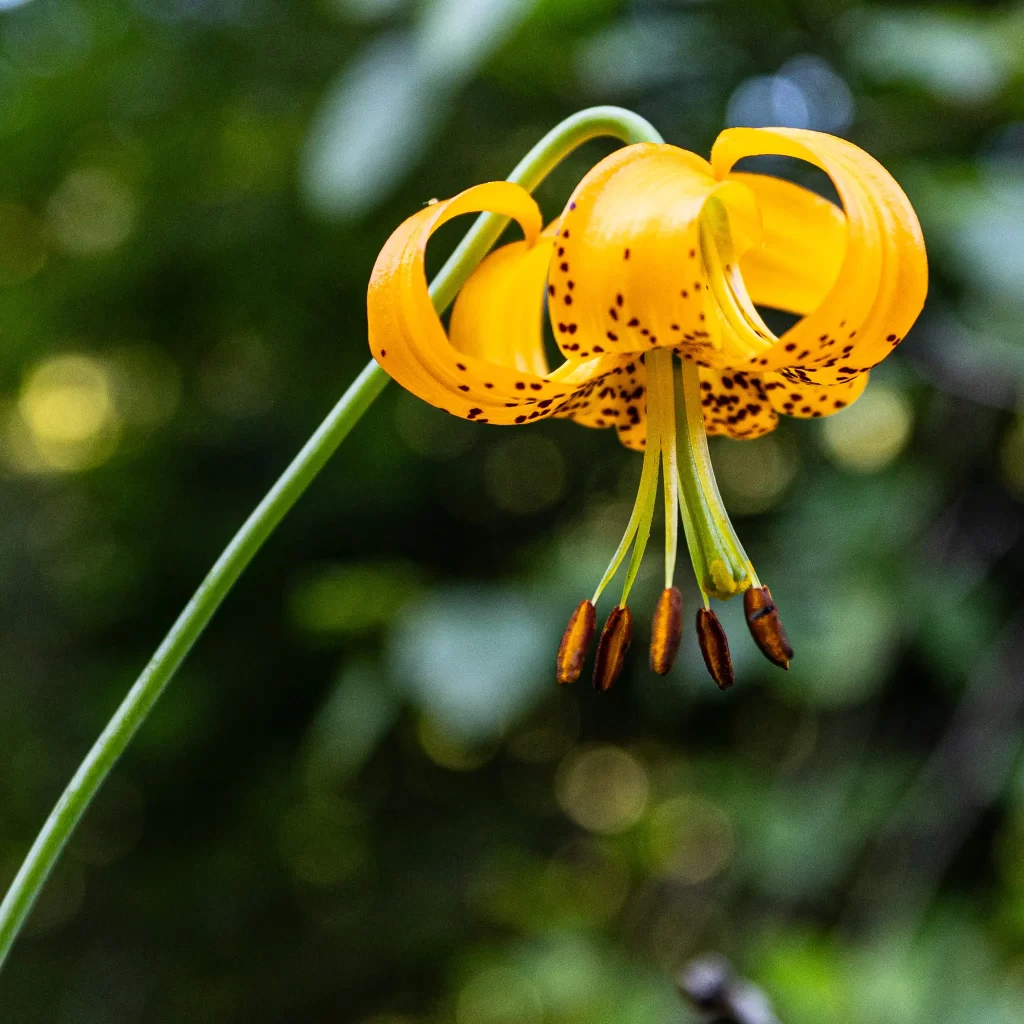 Olympic National Park full of orange tiger lily blooms.