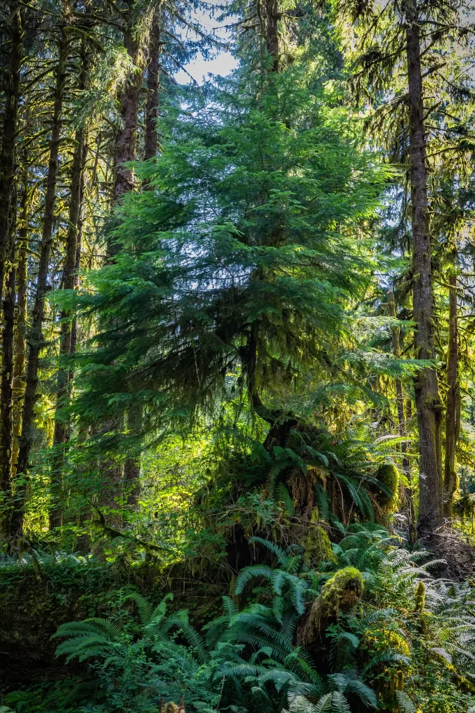 Hemlock tree growing from a nurse stump in Olympic National Park.