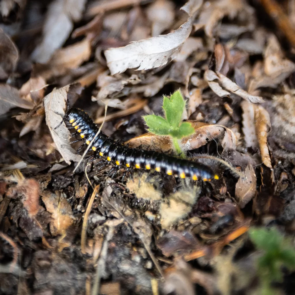 A yellow-spotted millipede.