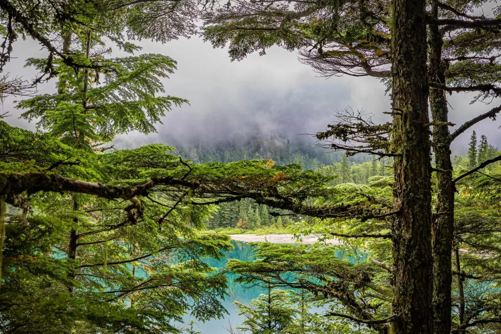 The shore of Avalanche Lake is visible between the branches of evergreen trees.