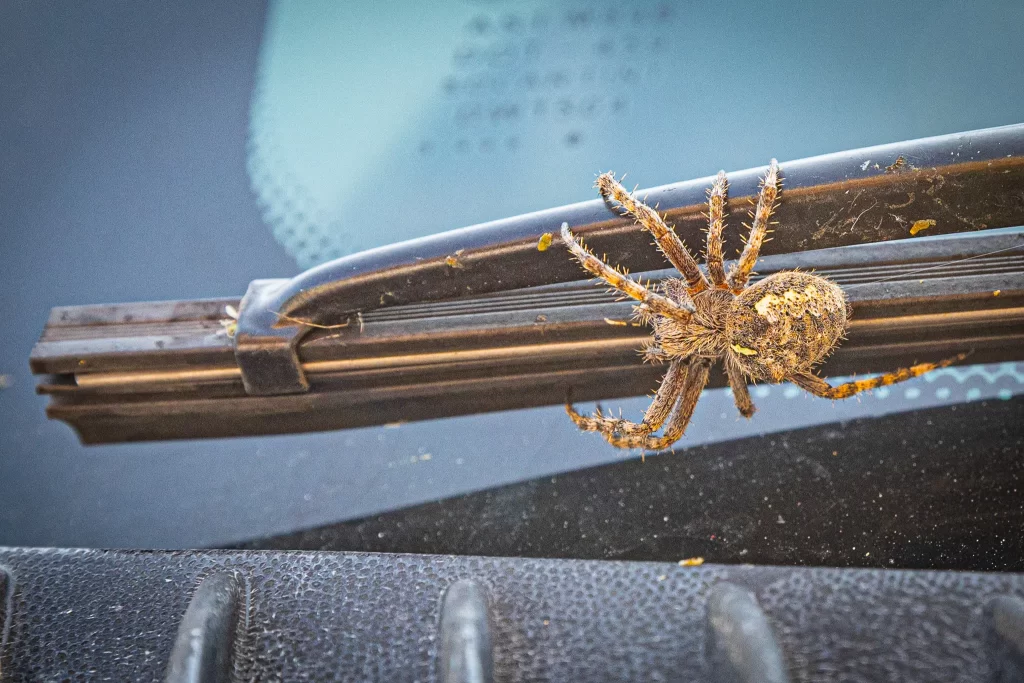 A large brown spider on a windshield wiper.