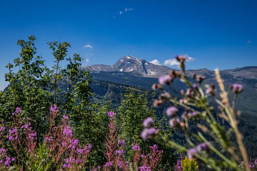 A snowy mountain in the distance at Glacier National Park.