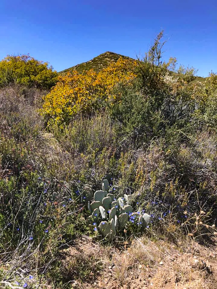 An abundance of desert flora.