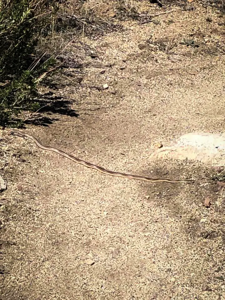 A small brown snake crosses the dirt trail of the PCT.