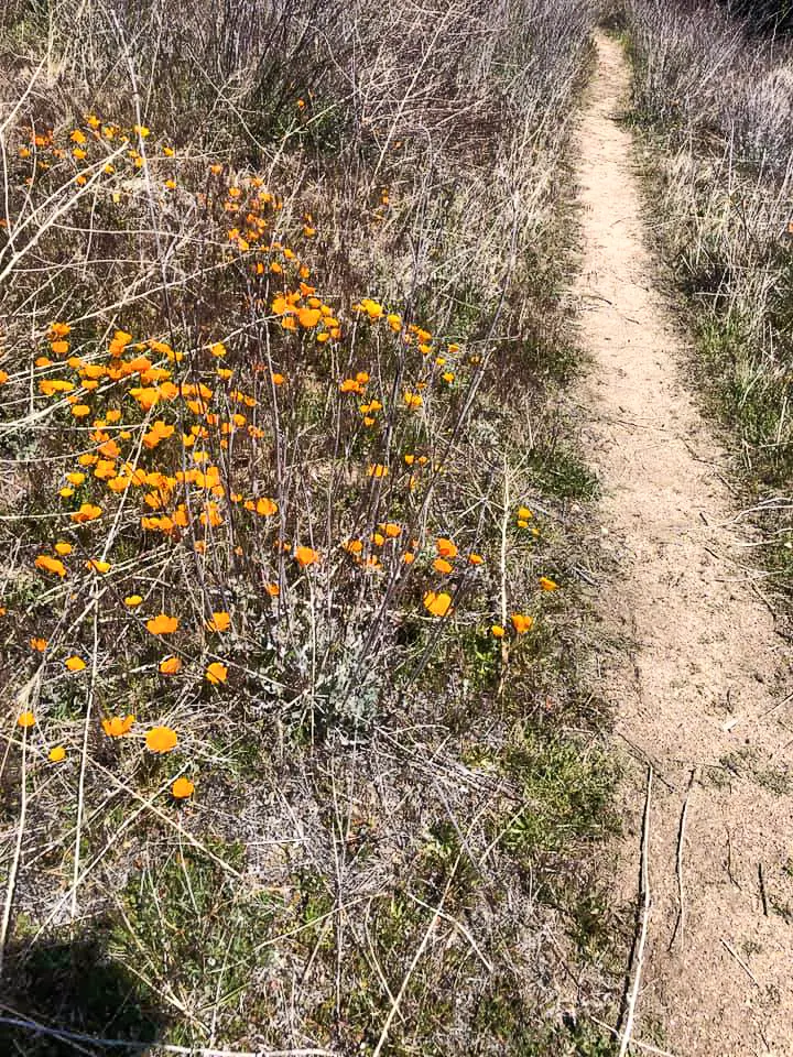 Numerous orange wildflowers bloom alongside the Pacific Crest Trail.