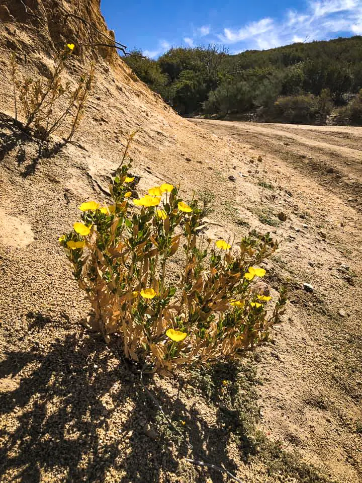 Yellow wildflowers bloom in the hot, dry desert.