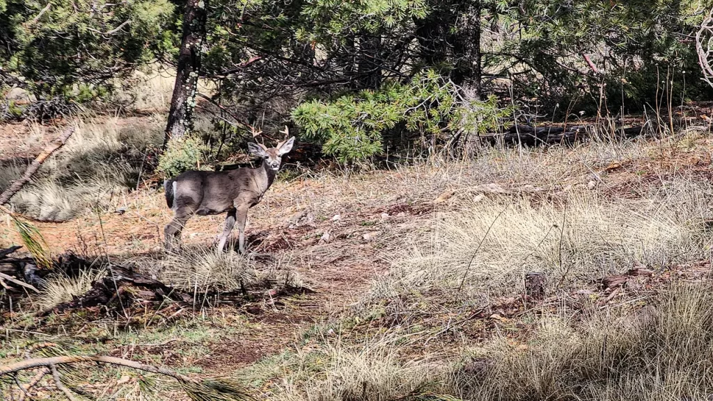 A buck in Coronado National Forest.