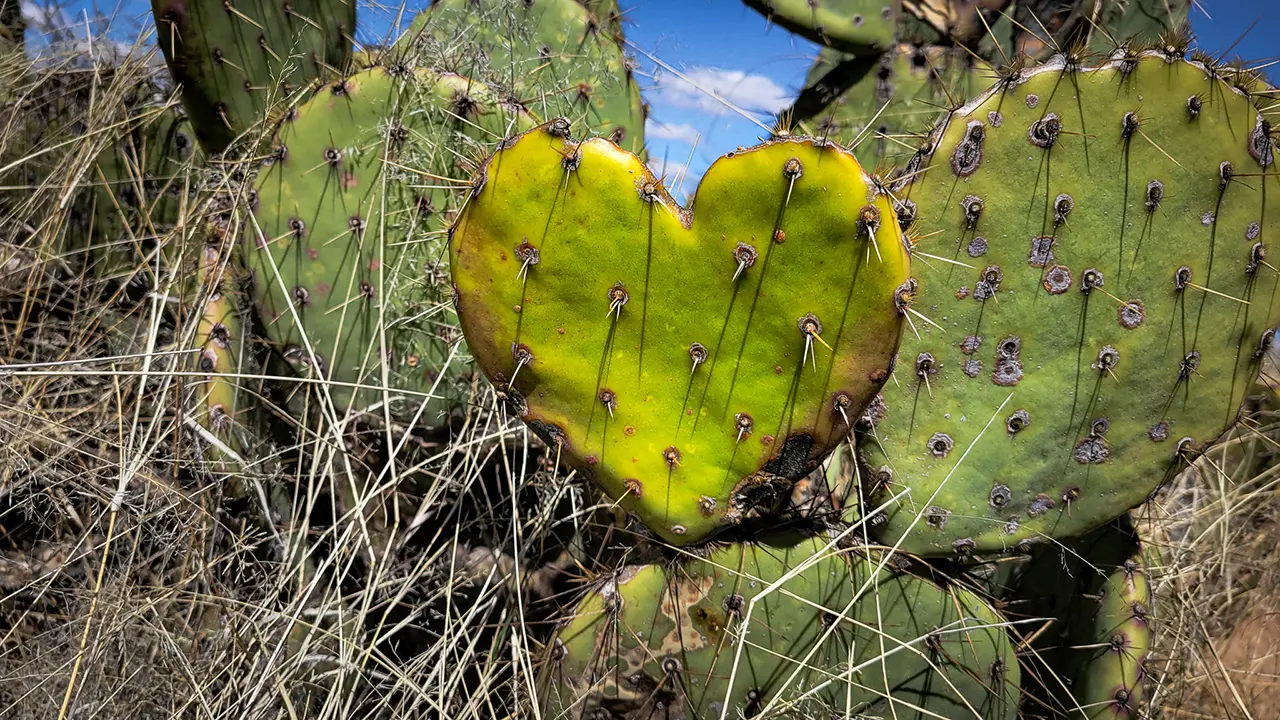 Day 5  | Arizona Trail