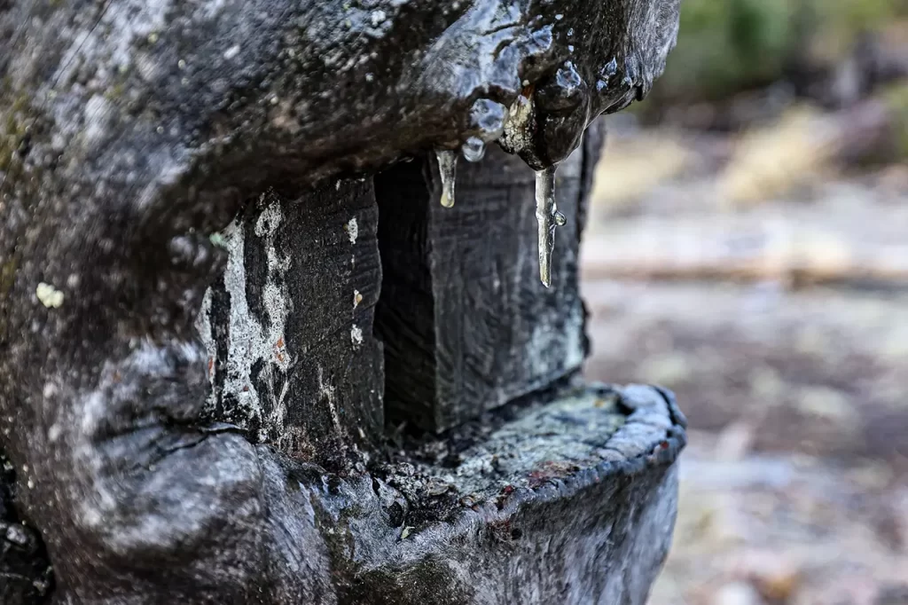 An icicle hangs from a tree in Coronado National Forest.