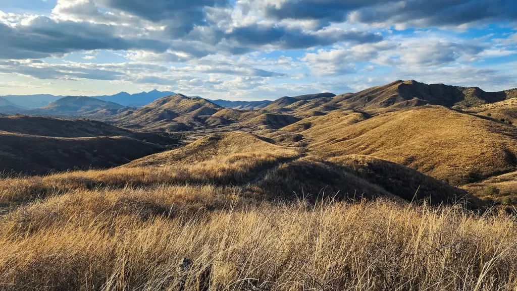 Tall grasses cover the rolling hills of Miller Peak Wilderness.