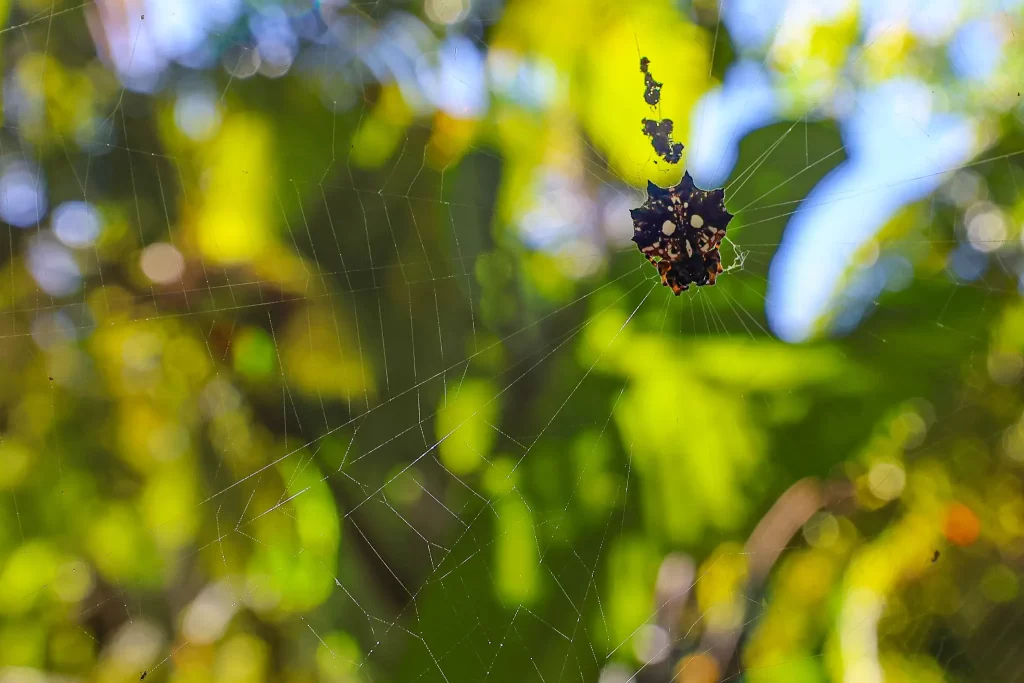 An Asian spinybacked orbweaver poised in its web.