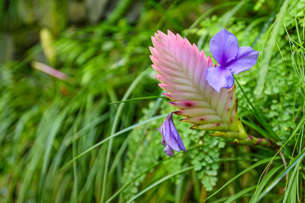 Pink and purple blaue tillandsie bloom.