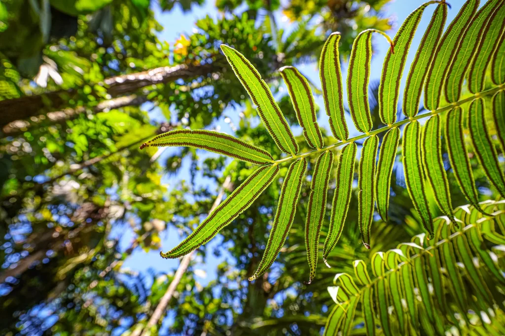 A look underneath the Madagascar tree fern.