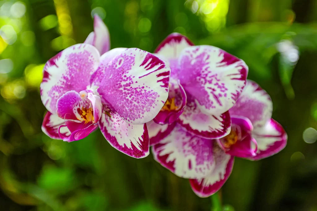 A trio of magenta and white blooms of Aphrodite's orchids.