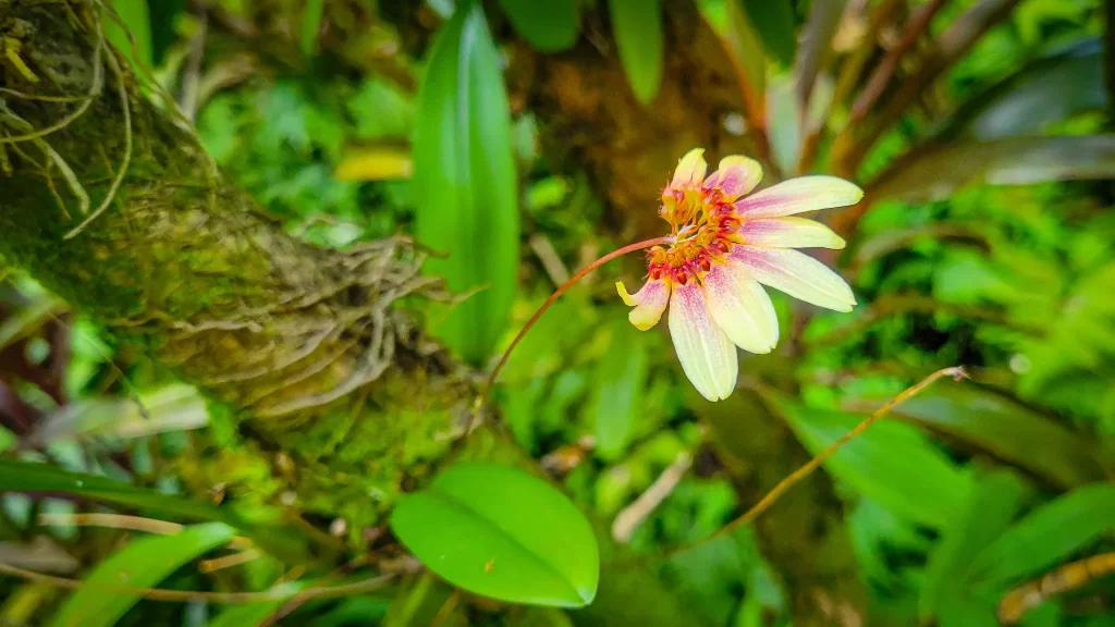 The daisy orchid looks like half a daisy!