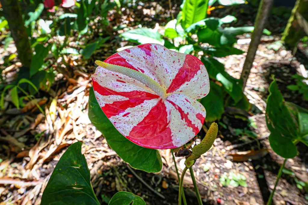 A candy striped anthurium bloom in Hawaii Tropical Botanical Garden.