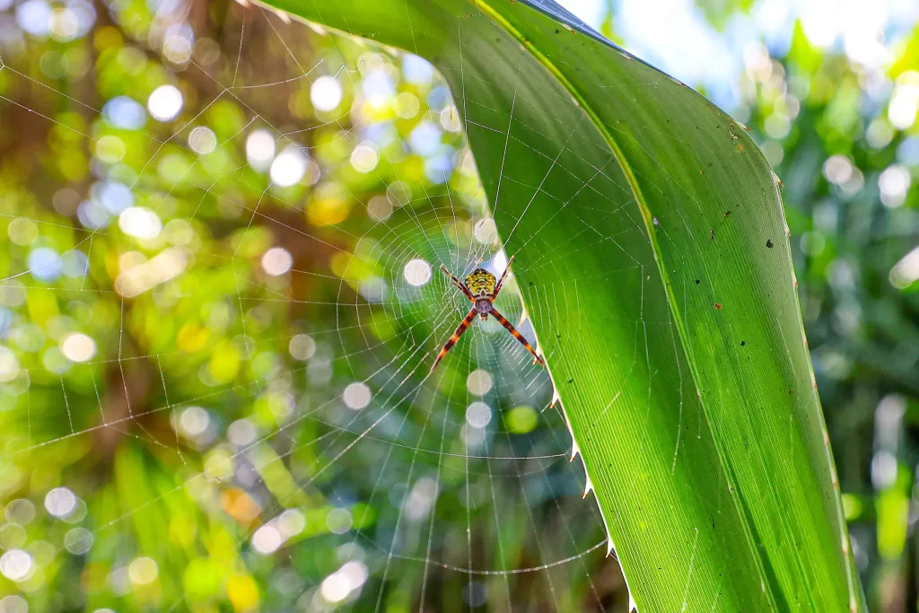 A yellow garden orb weaver at home in Hawaii Tropical Botanical Garden.