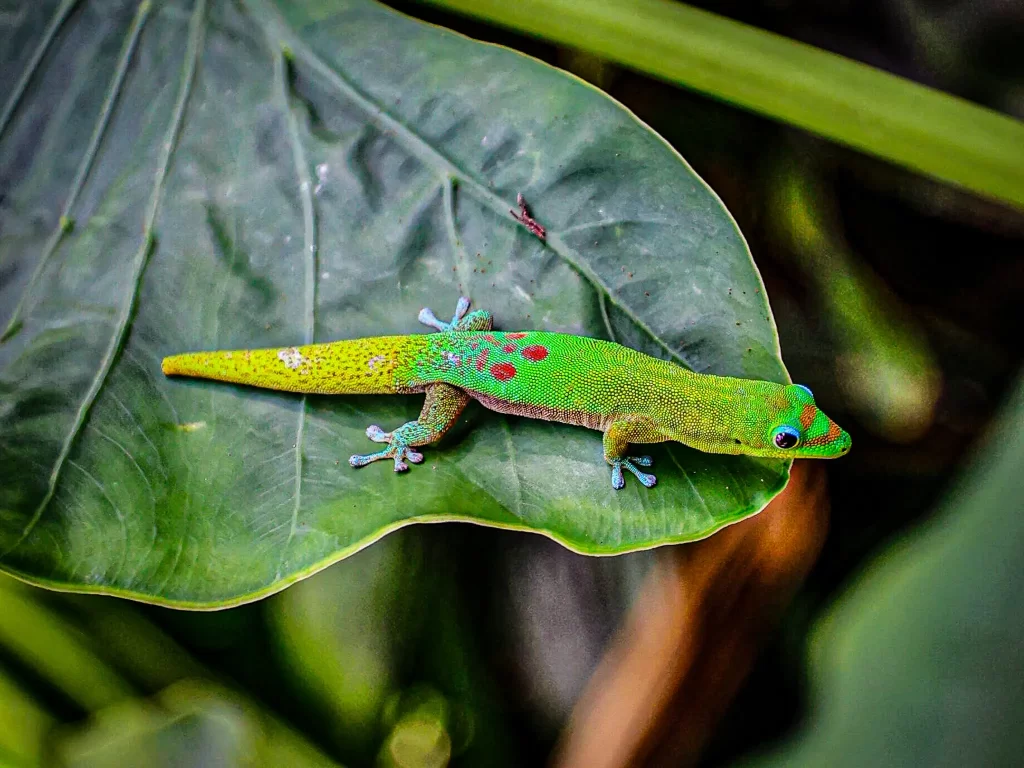 A small gecko hangs from a massive leaf. He's brightly colored in neon greens, yellows, and blues.