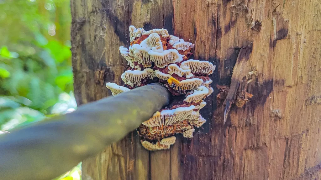 Fungus surrounds where the handrail meets the post at Hawaii Tropical Botanical Garden.