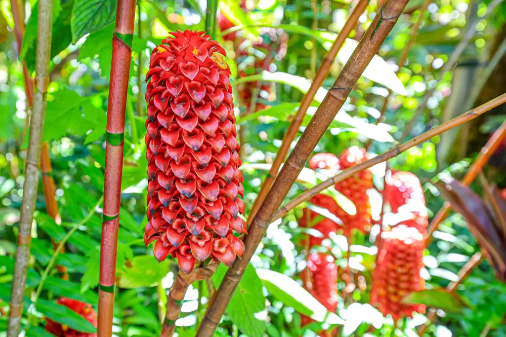 Vivid crimson bloom of Indonesian wax ginger.