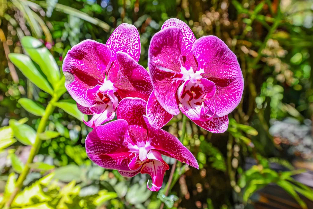 A trio of bright magenta blooms of pink moth orchid.