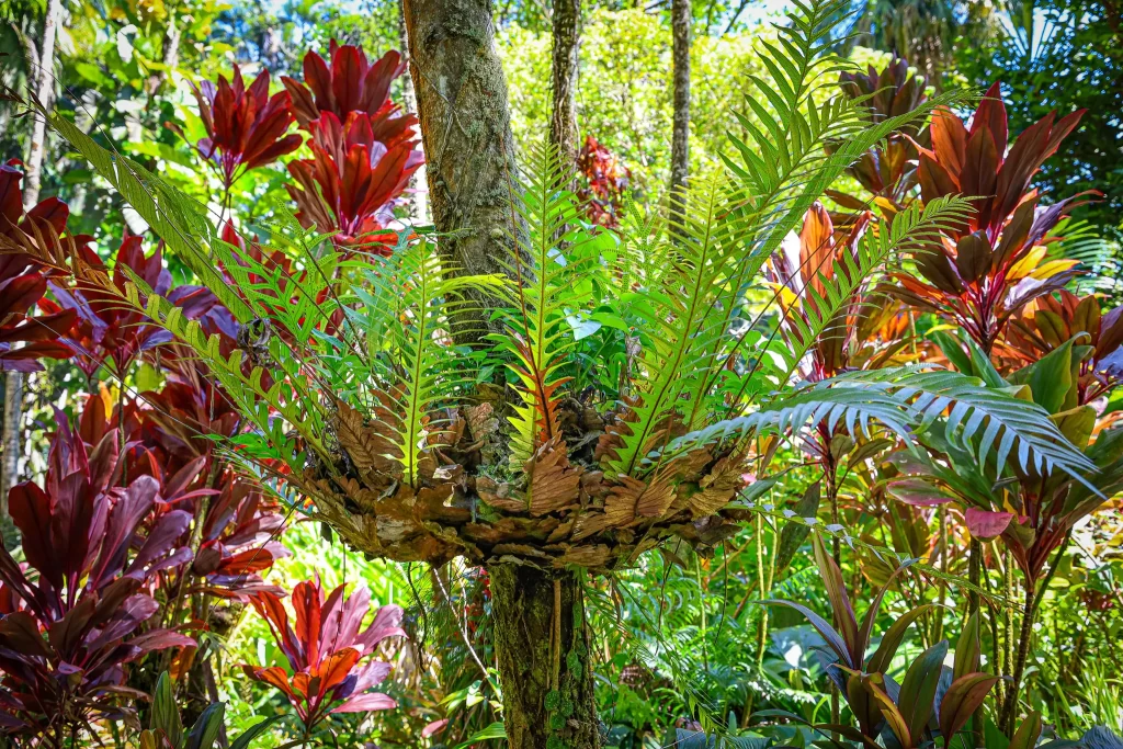 A basket-type fern "Santa Rosa", wrapped around a tree trunk.