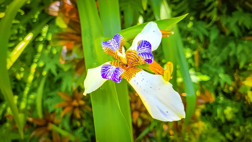 A bloom of walking Iris is purple and gold at the center, with large protruding pale yellow petals.