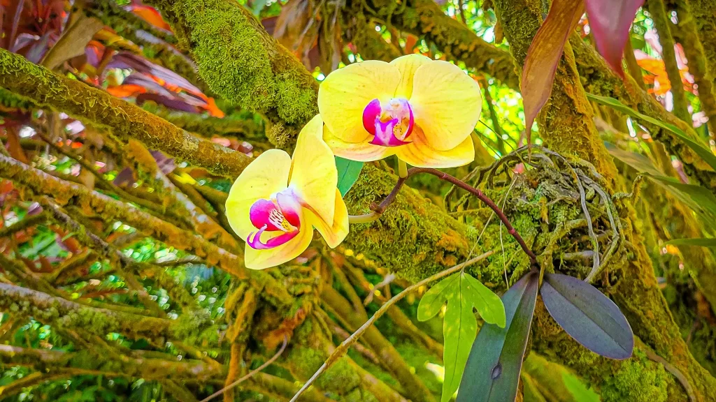 Creamy yellow and magenta orchid blooms.