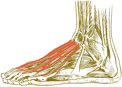 The extensor tendons highlighted on top of a detailed sketch of the left foot.